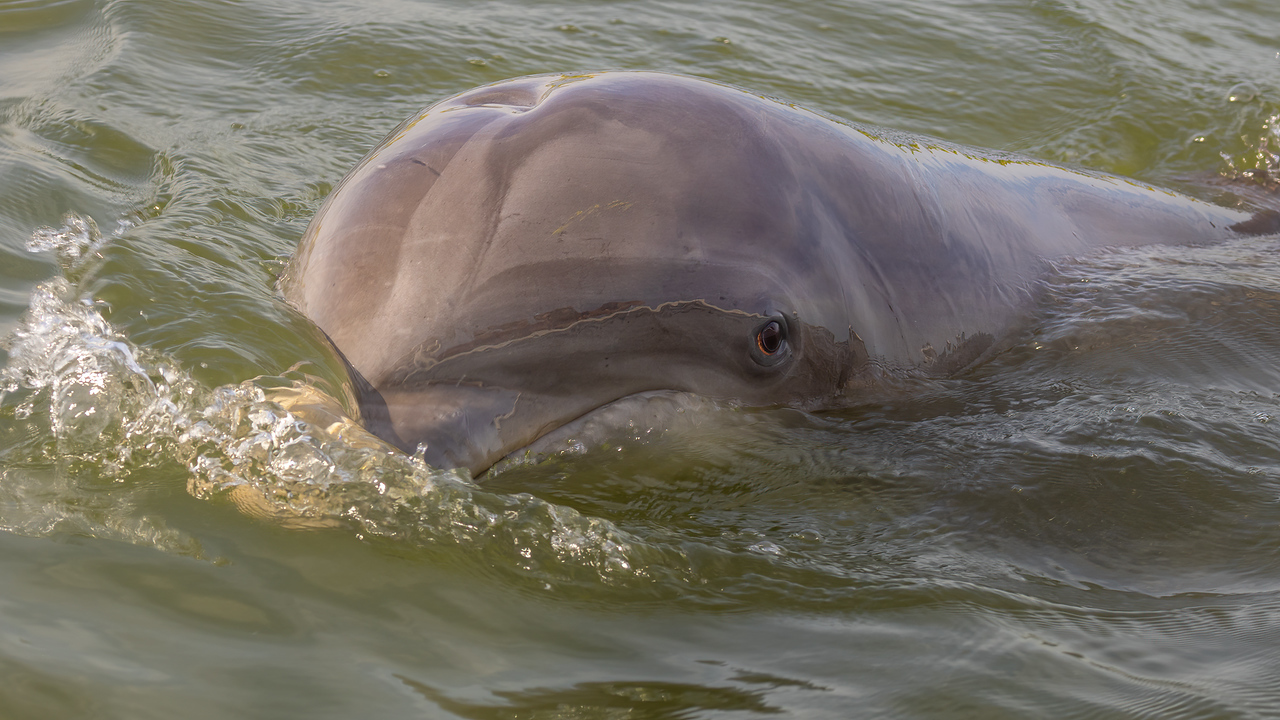 Atlantic Bottlenose Dolphin int he Calibogue Sound