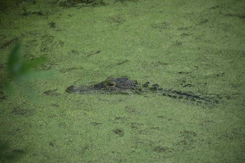 Getting to know the alligators of Hilton Head