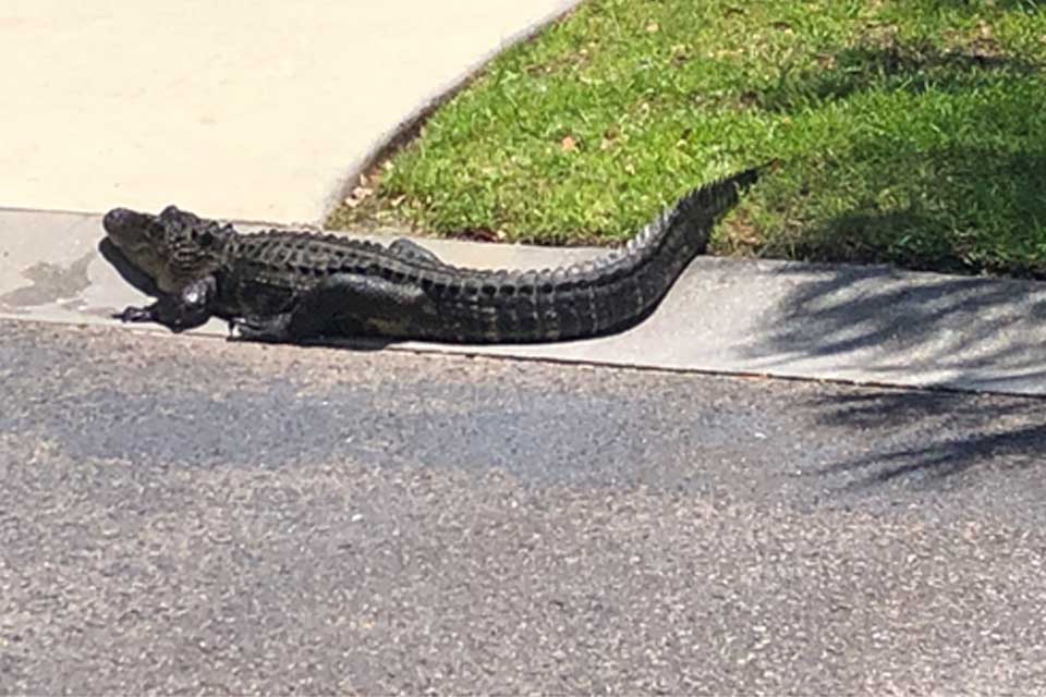 Getting to know the alligators of Hilton Head 