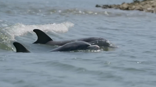 Hilton Head Dolphi Tours - Image of two dolphins breaching 