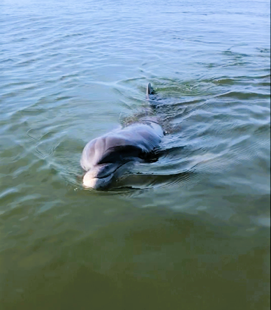 Hilton Head Dolphin Tours - Dolphin Swimming in Broad Creek