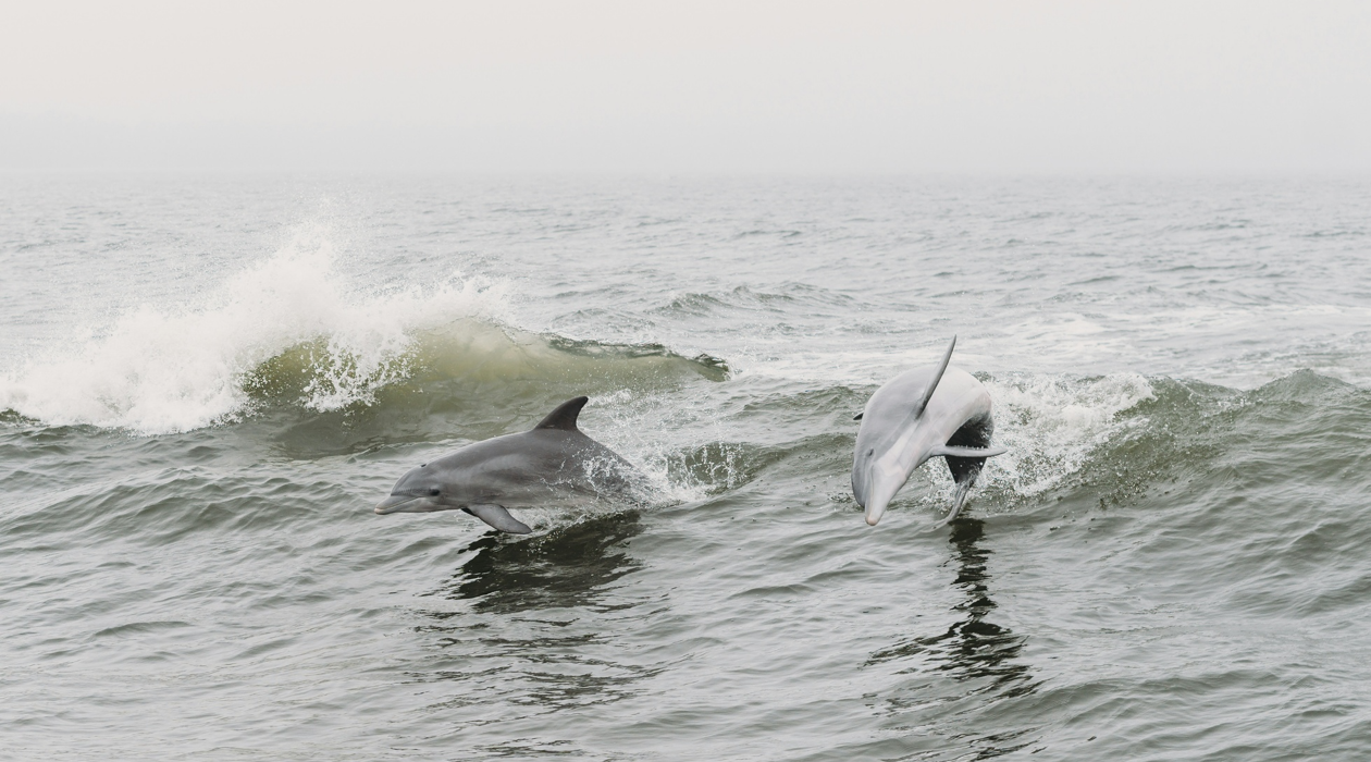 Hilton Head Boat Charters Dolphins Breaching the surf.