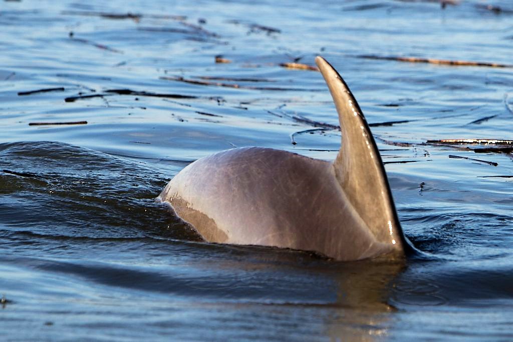 Hilton Head Dolphin Tours - Dolphin Dorsal fin breaching