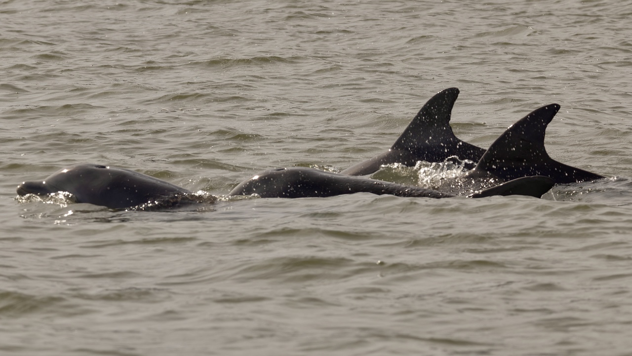 Hilton Head Dolphin Tours - pod of dolphin breaching