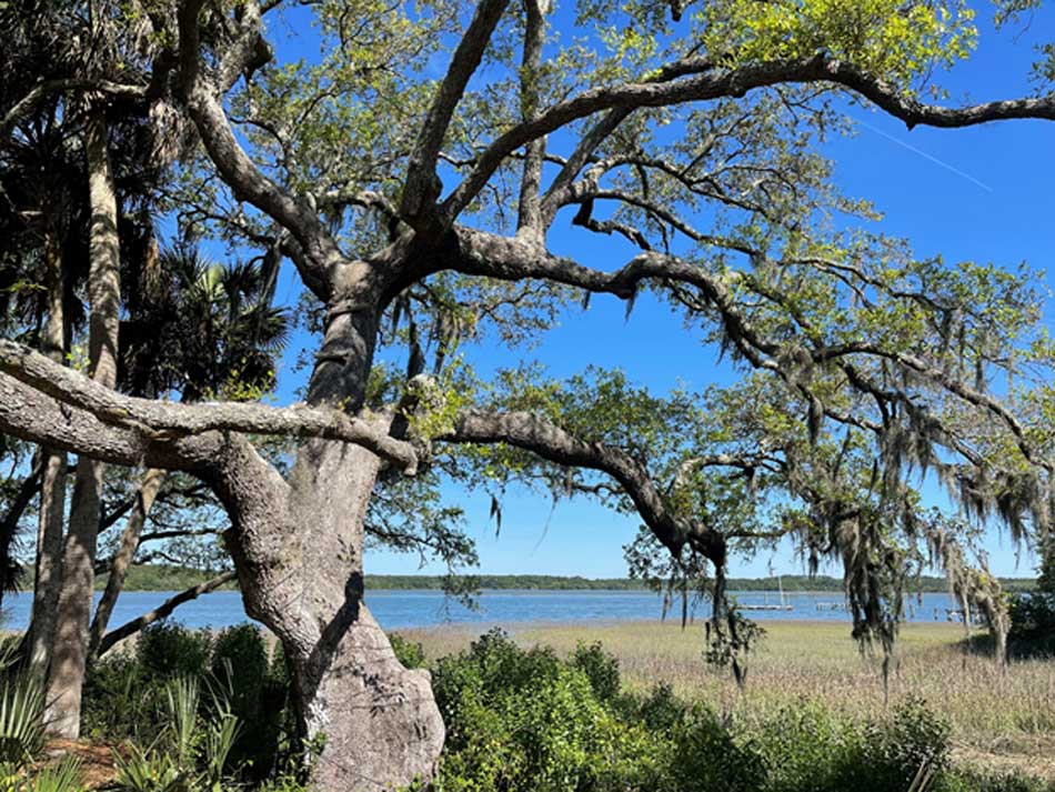 Hilton Head Boat Tours – 14 Interesting Facts about the Majestic Live Oak Tree