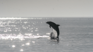 Dolphins breaching the surf - Best Things to do in Hilton Head with Kids