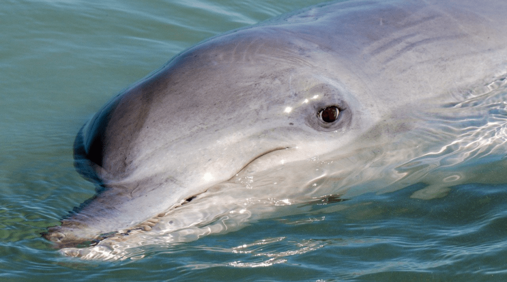 Hilton Head Dolphin Tours Bottlenose Dolphin Side Eye