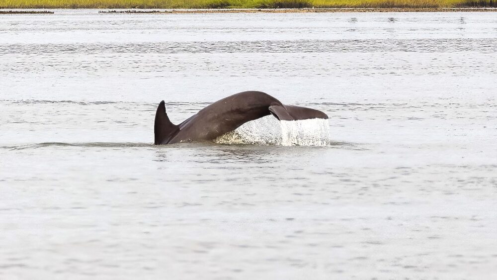 A dolphin gracefully swims in clear water close to a sandy shoreline, showcasing its playful nature.