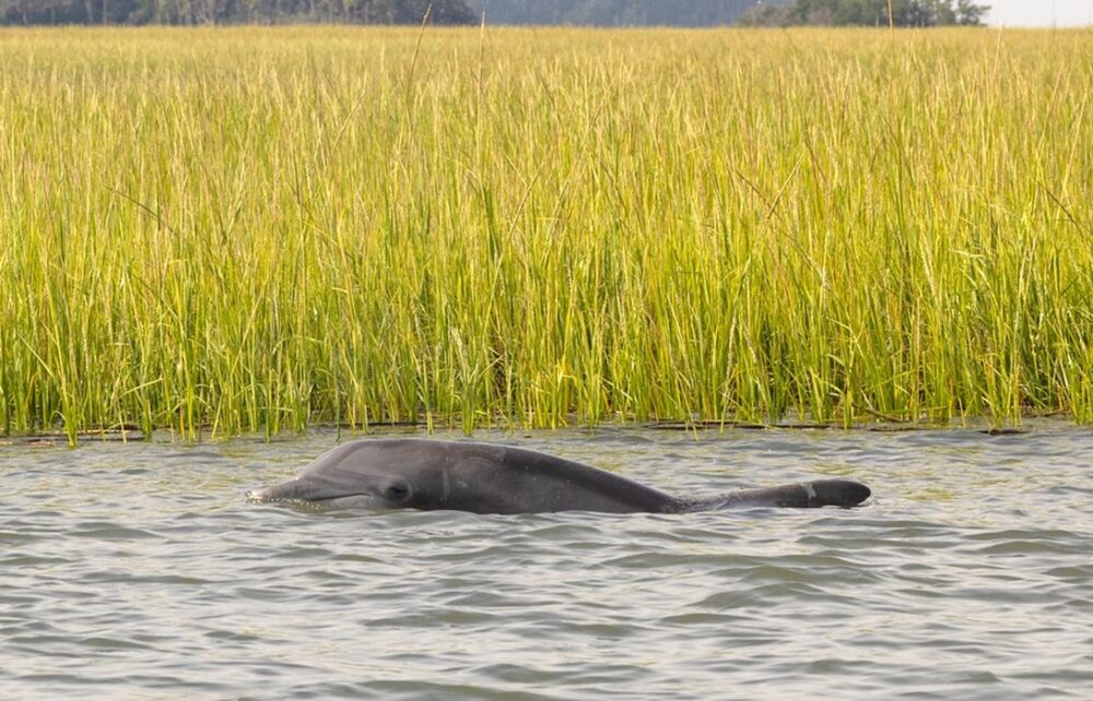 A dolphin gracefully swims in clear water, surrounded by lush tall grass along the shoreline.