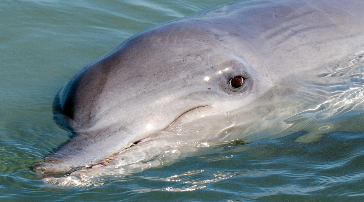 Hilton Head Dolphin Tours - Dolphin giving side eye