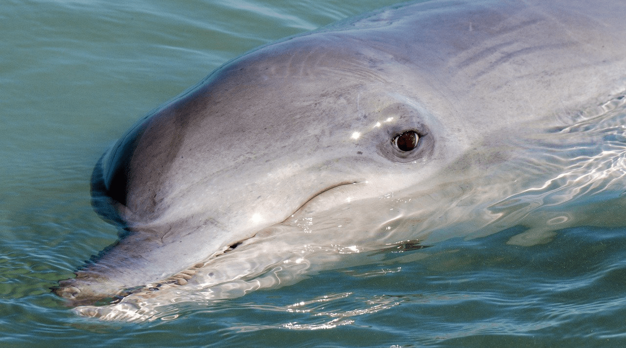 A dolphin gracefully swims through clear blue water, showcasing its sleek body and playful nature.