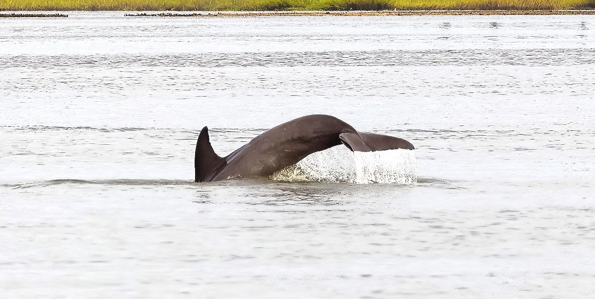 Hilton Head Dolphin Tours - Dolphin showing it's tail