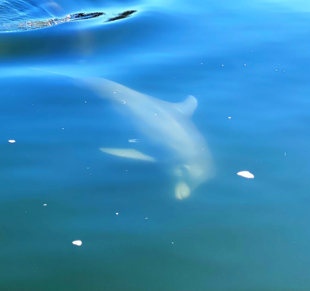 A dolphin swims alongside a boat, illustrating the harmony between wildlife and human activity in the ocean.