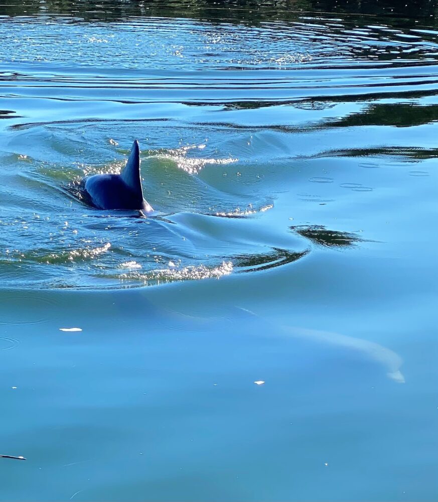 A dolphin gracefully swims in the water beside a boat, showcasing its playful nature in a serene marine environment.