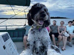 A dog sitting calmly on a boat surrounded by people enjoying a day on the water.