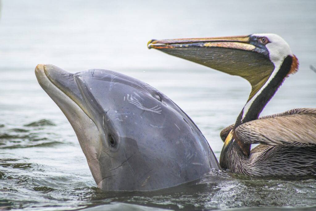 Pelican and Dolphin Friends