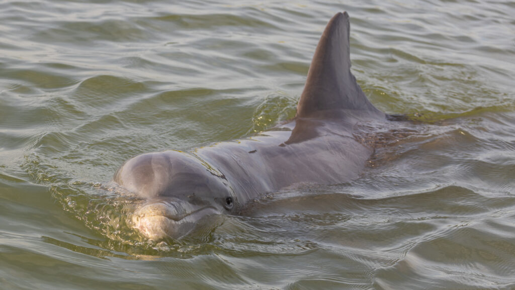 Nick the dolphin doing a swim by