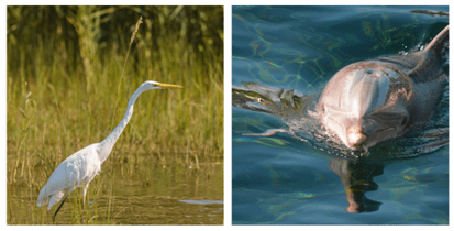 Dolphin and Egret image