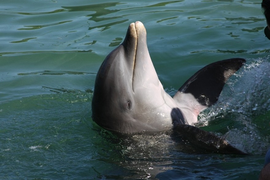 Dolphin playing in the water