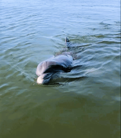 Close up image of dolphin in Bull Creek