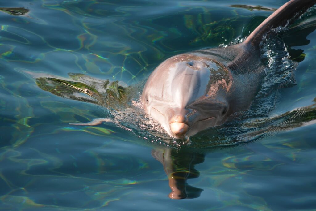 Hilton Head Dolphin Tours - Dolphin breaching the surface