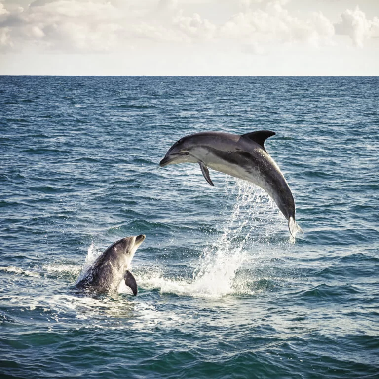 When is the best time to see dolphins in Hilton Head?