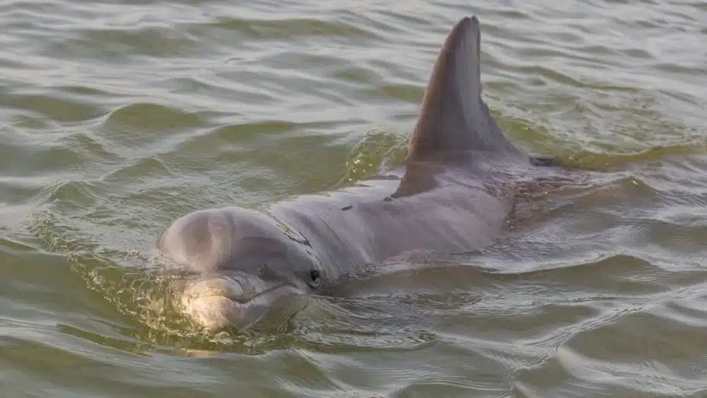Atlantic bottlenose dolphin swimming near a dolphin tour boat in Hilton Head Island